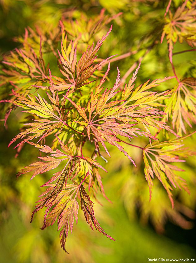 Acer palmatum Seiryu