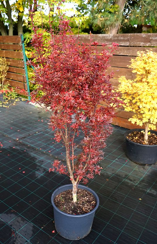 Acer palmatum Skeeter s Broom