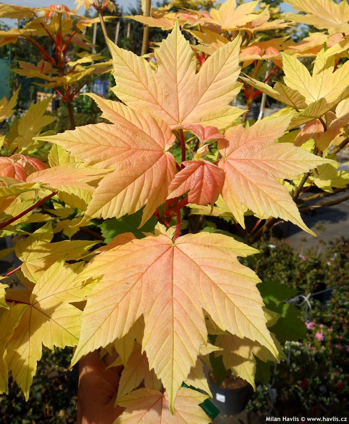 Acer pseudoplatanus Brilliantissumum
