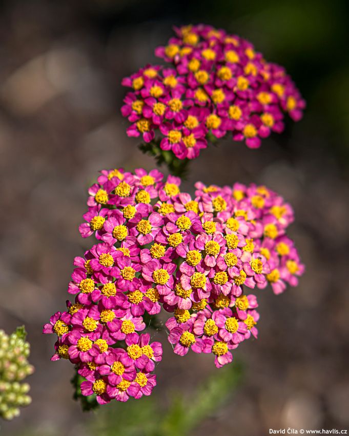 Achillea Desert Eve Red