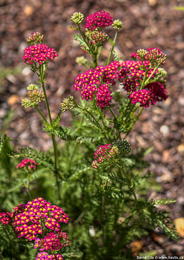 Achillea Desert Eve Red