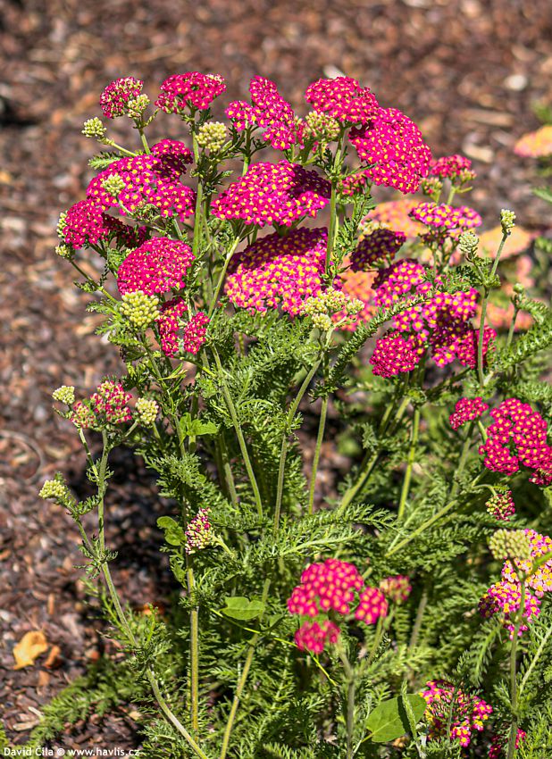 Achillea Desert Eve Red