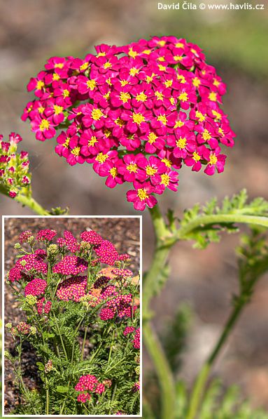 Achillea DESERT EVE™ 'Red'