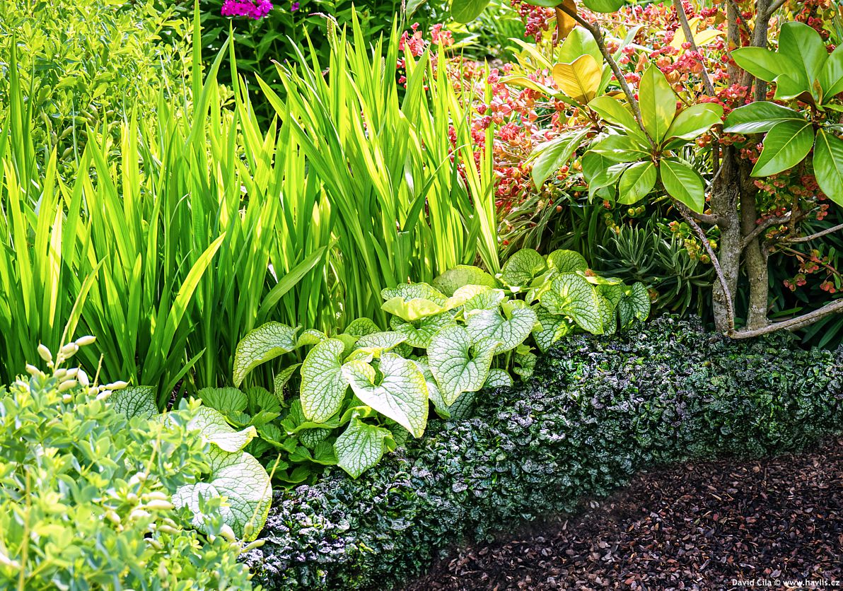 Ajuga pyramidalis Metallica Crispa