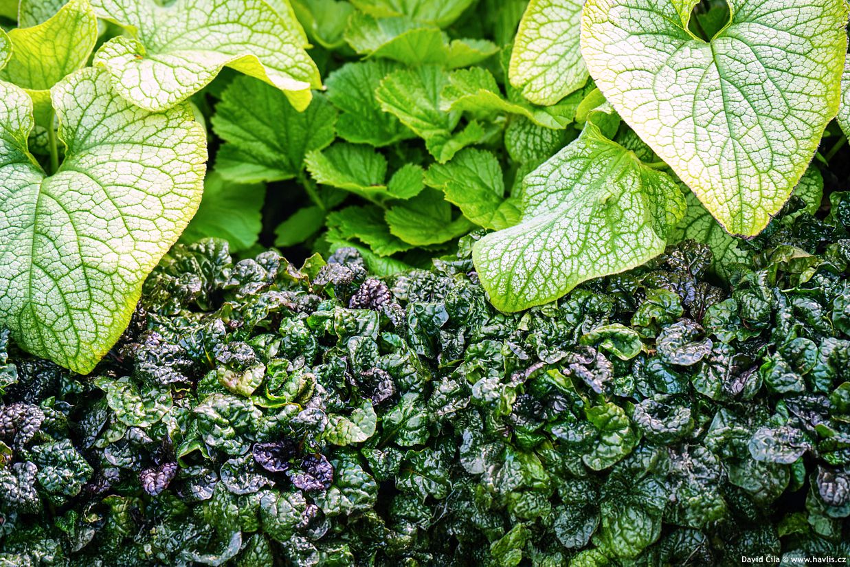 Ajuga pyramidalis Metallica Crispa