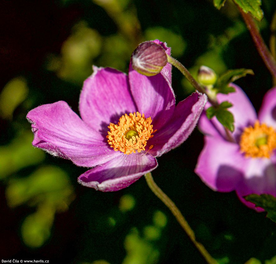 Anemone hupehensis Fantasy Cinderella