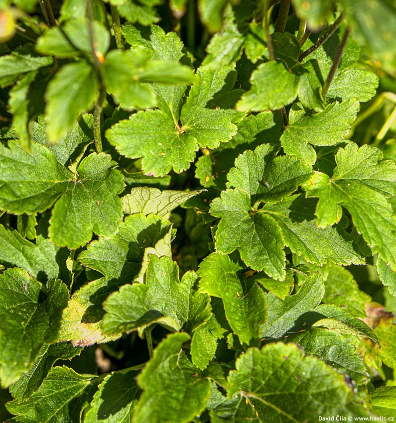 Anemone hupehensis Fantasy Cinderella
