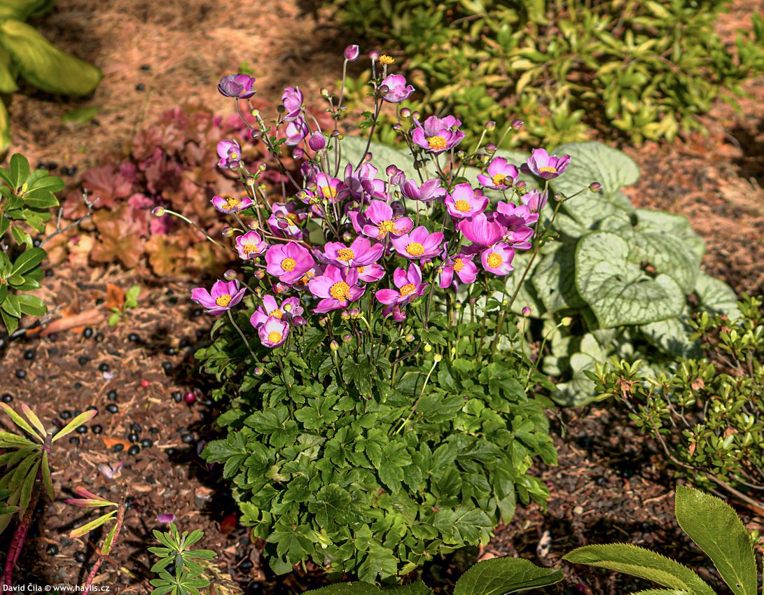 Anemone hupehensis Fantasy Cinderella