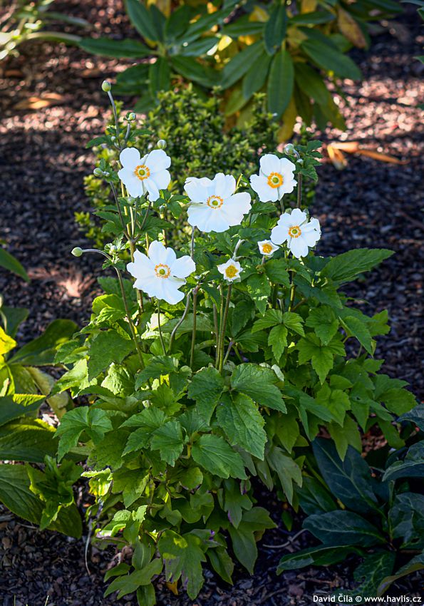 Anemone japonica Andrea Atkinson