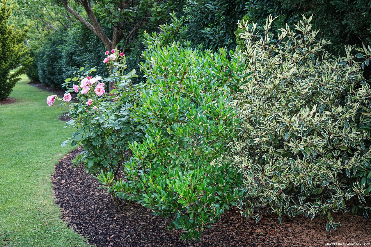 Arbutus unedo Atlantic