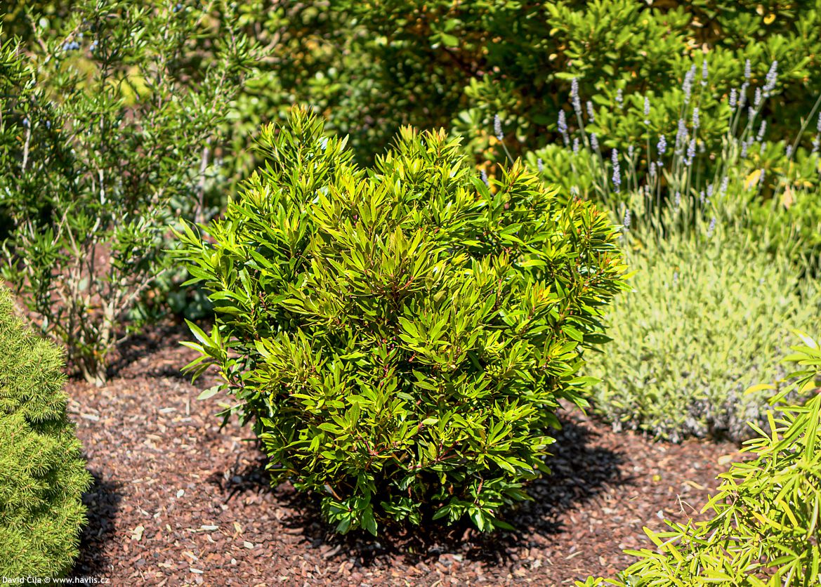 Arbutus unedo Mercurius