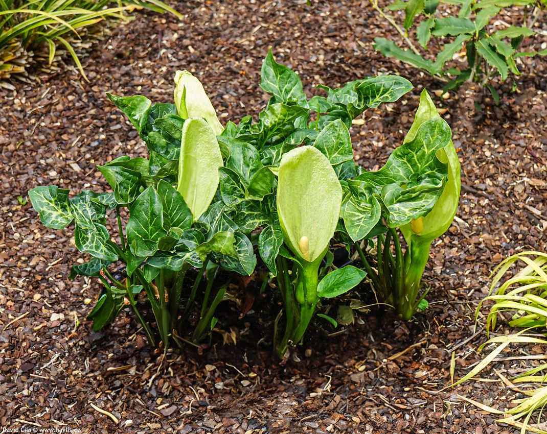 Arum italicum