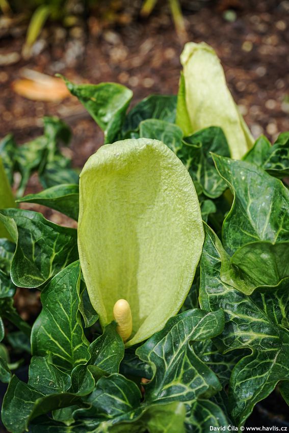 Arum italicum