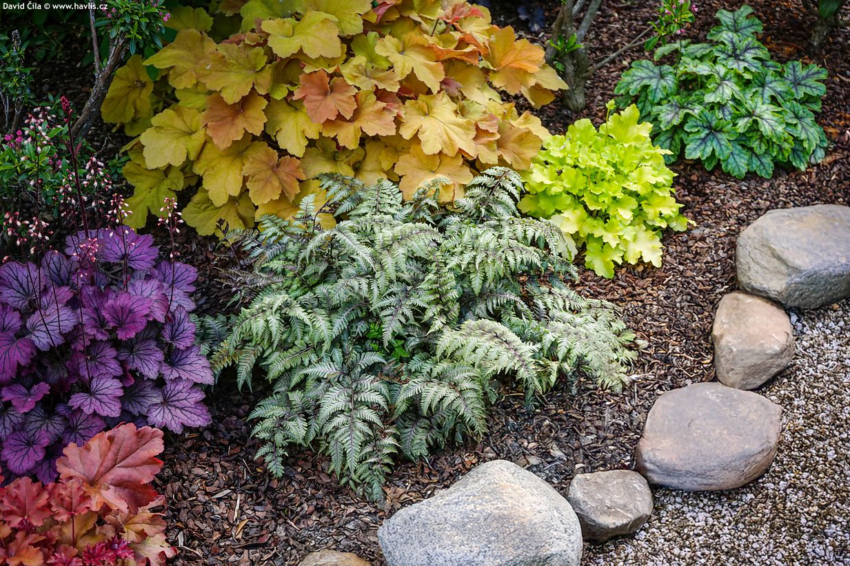 Athyrium nipponicum Red Beauty