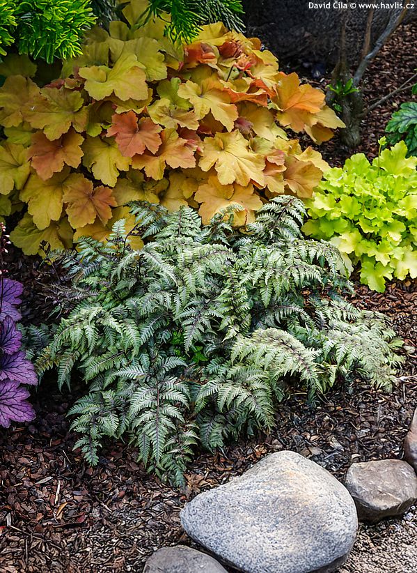 Athyrium nipponicum Red Beauty