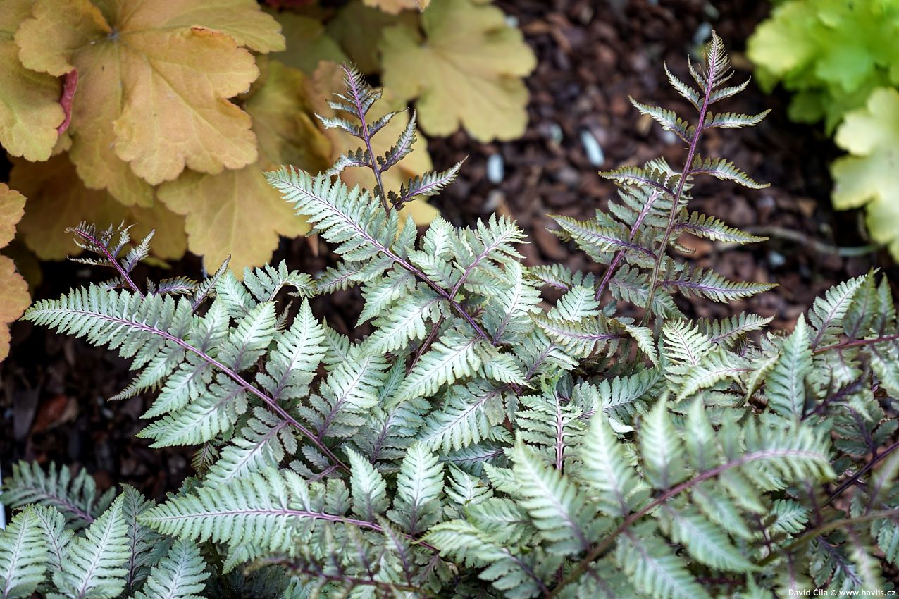 Athyrium nipponicum Silver Falls