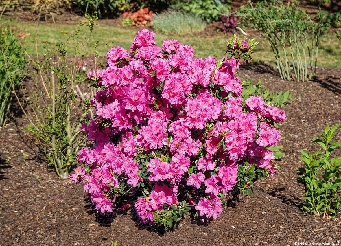 Azalea x Orchidea Empres