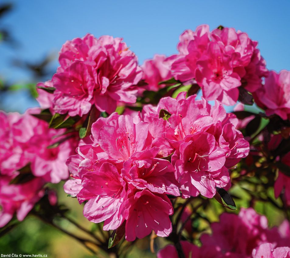 Azalea x Orchidea Empres