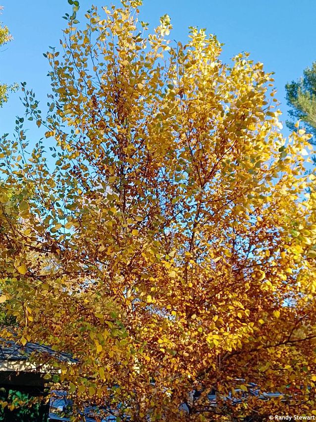 Betula nigra