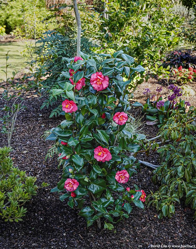 Camellia Dr King