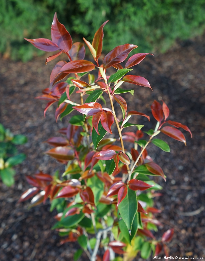 Camellia Spring Festival