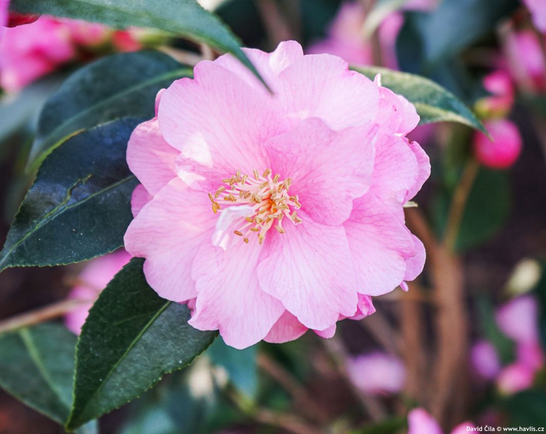 Camellia Spring Festival 2025