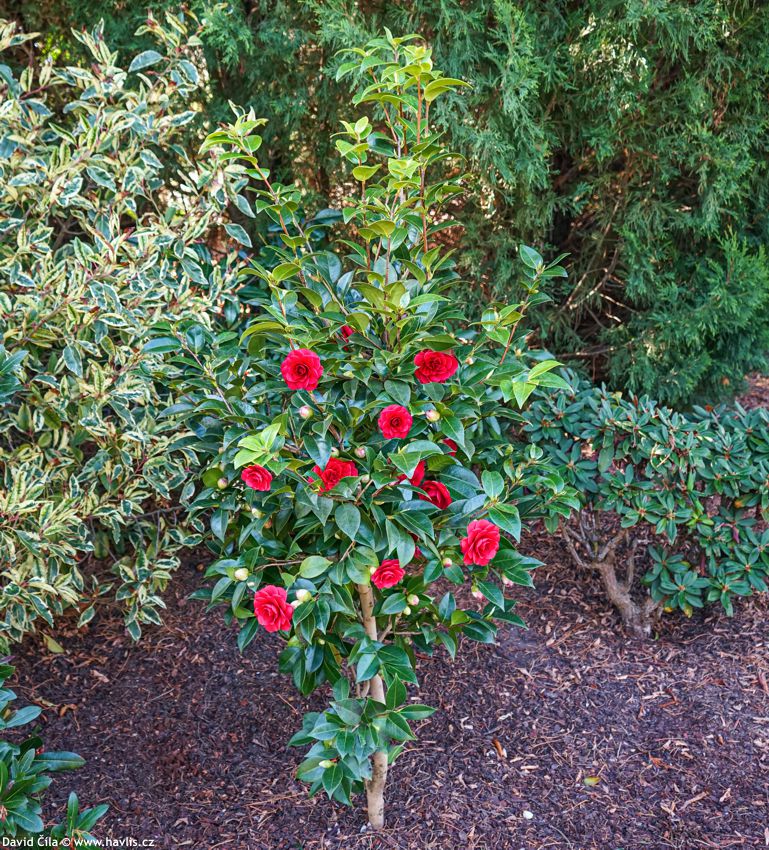 Camellia japonica Black Lace 2025