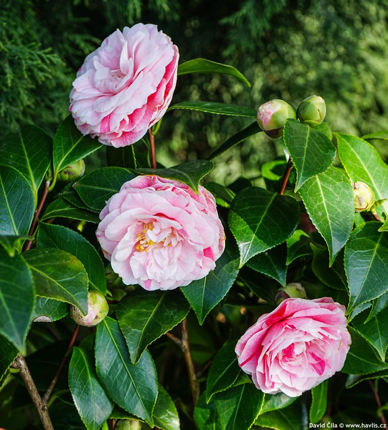 Camellia japonica Bonomiana 2025