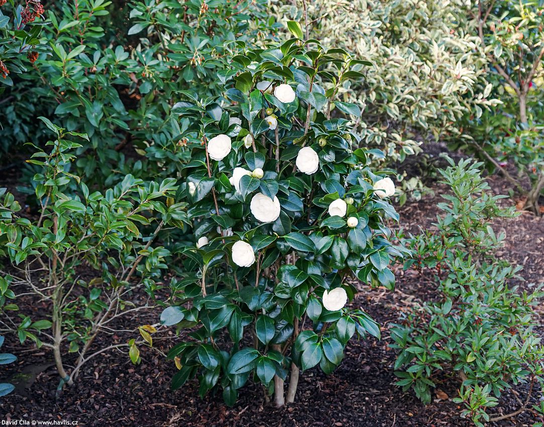 Camellia japonica Centifolia Alba 2025