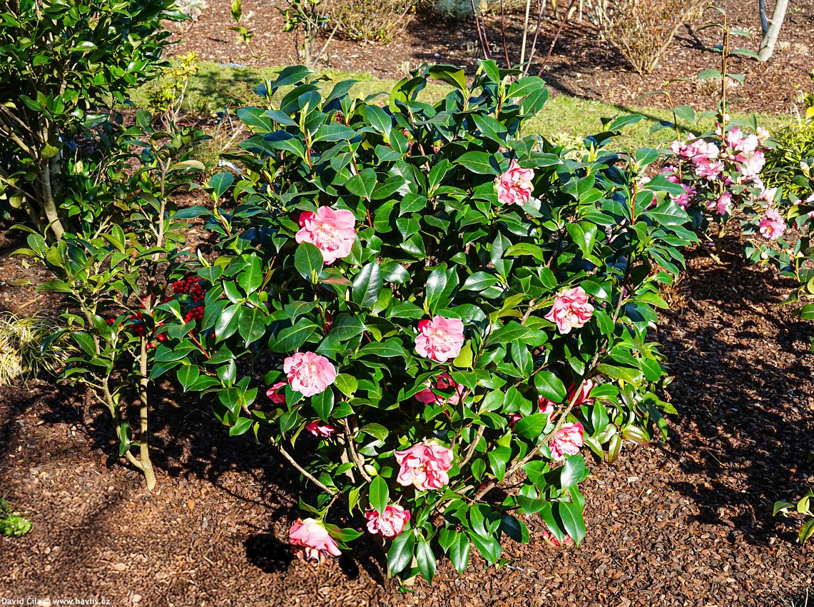 Camellia japonica Marie Bracey