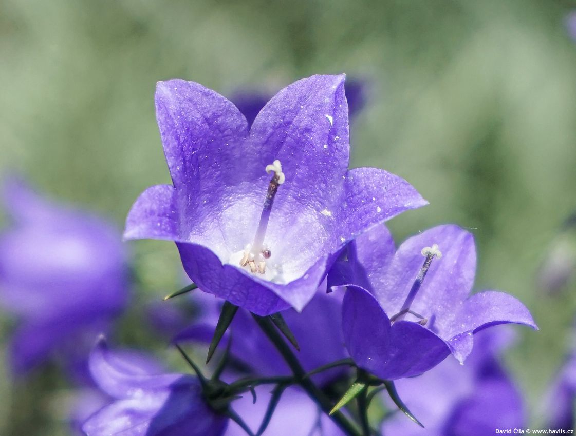 Campanula Starina Spring Bell