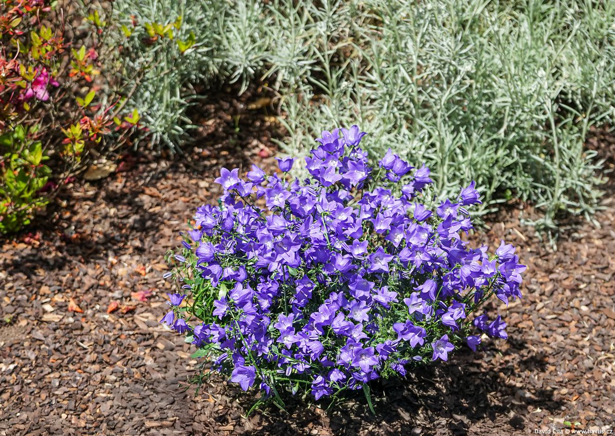 Campanula Starina Spring Bell