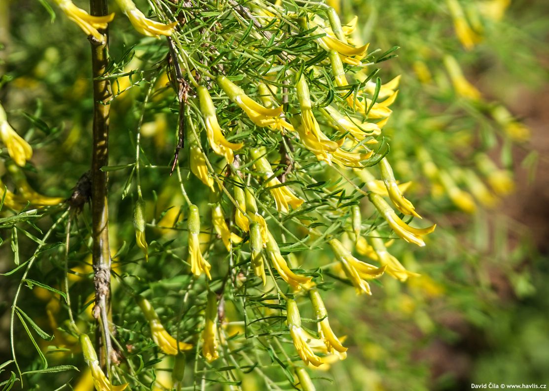 Caragana arborescens Walker