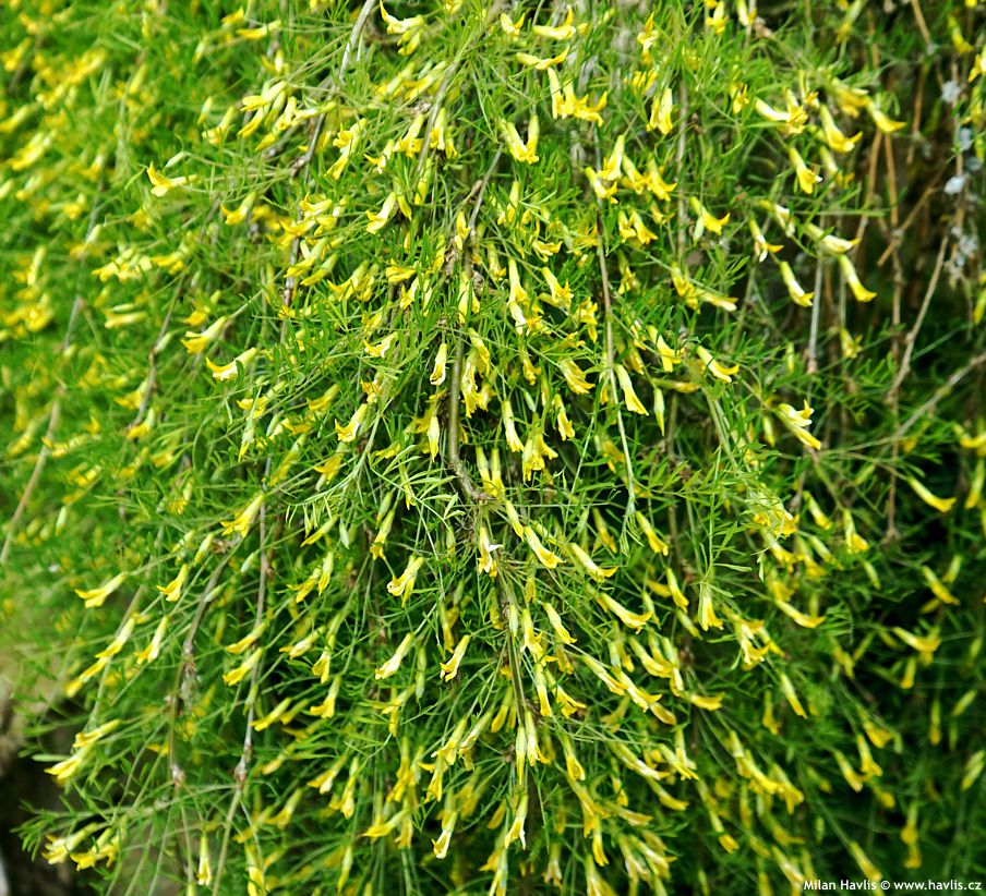 Caragana arborescens Walker