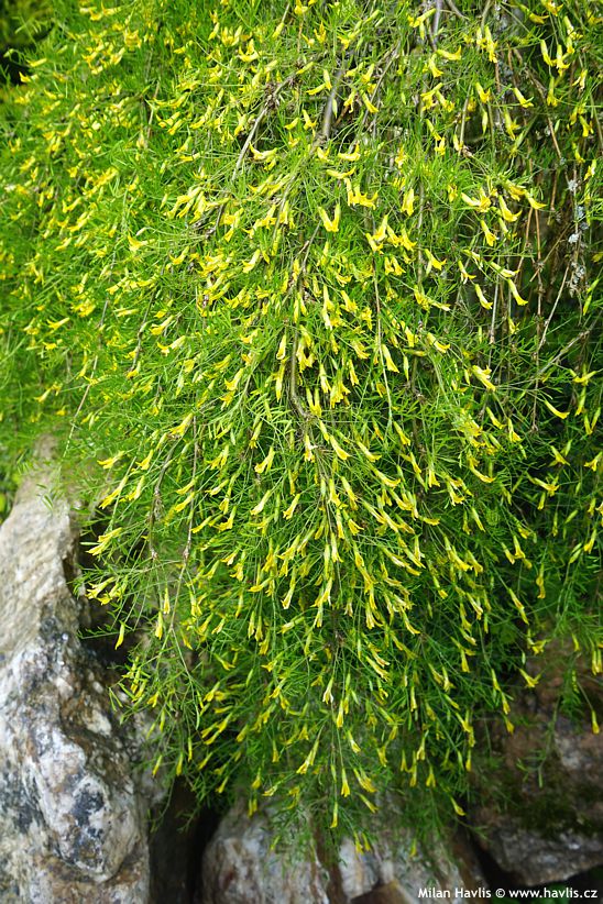 Caragana arborescens Walker
