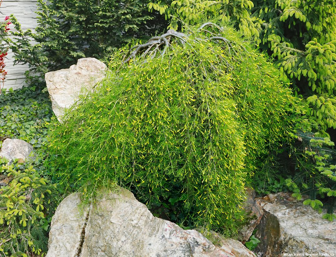 Caragana arborescens Walker