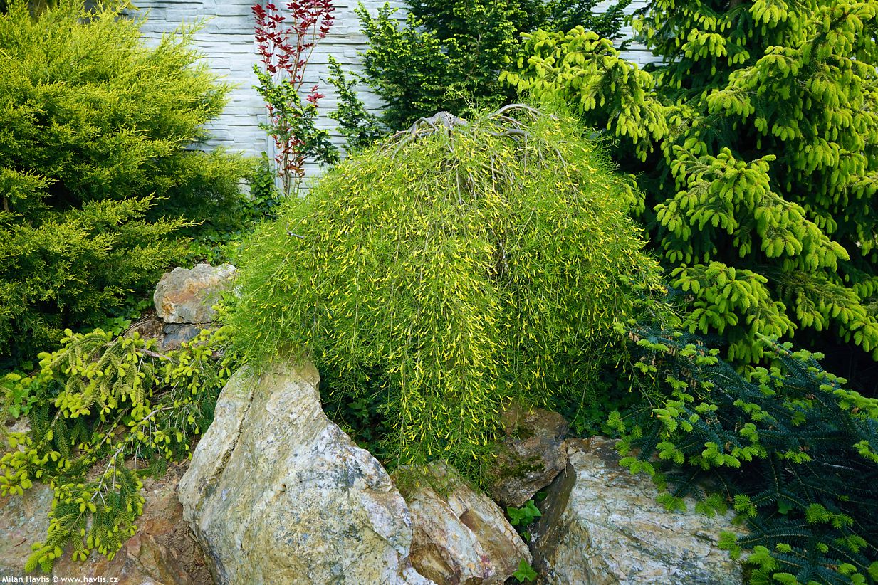 Caragana arborescens Walker