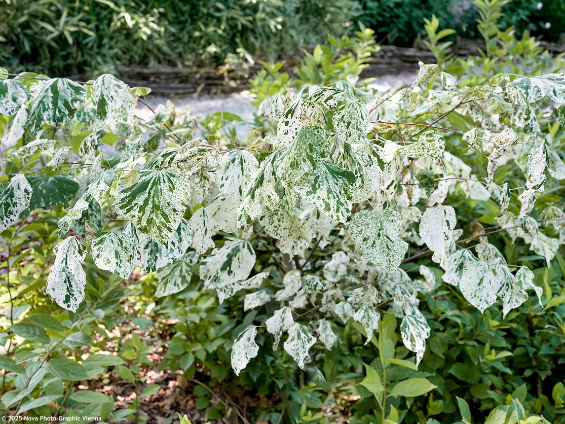 Cercis canadensis Alley Cat