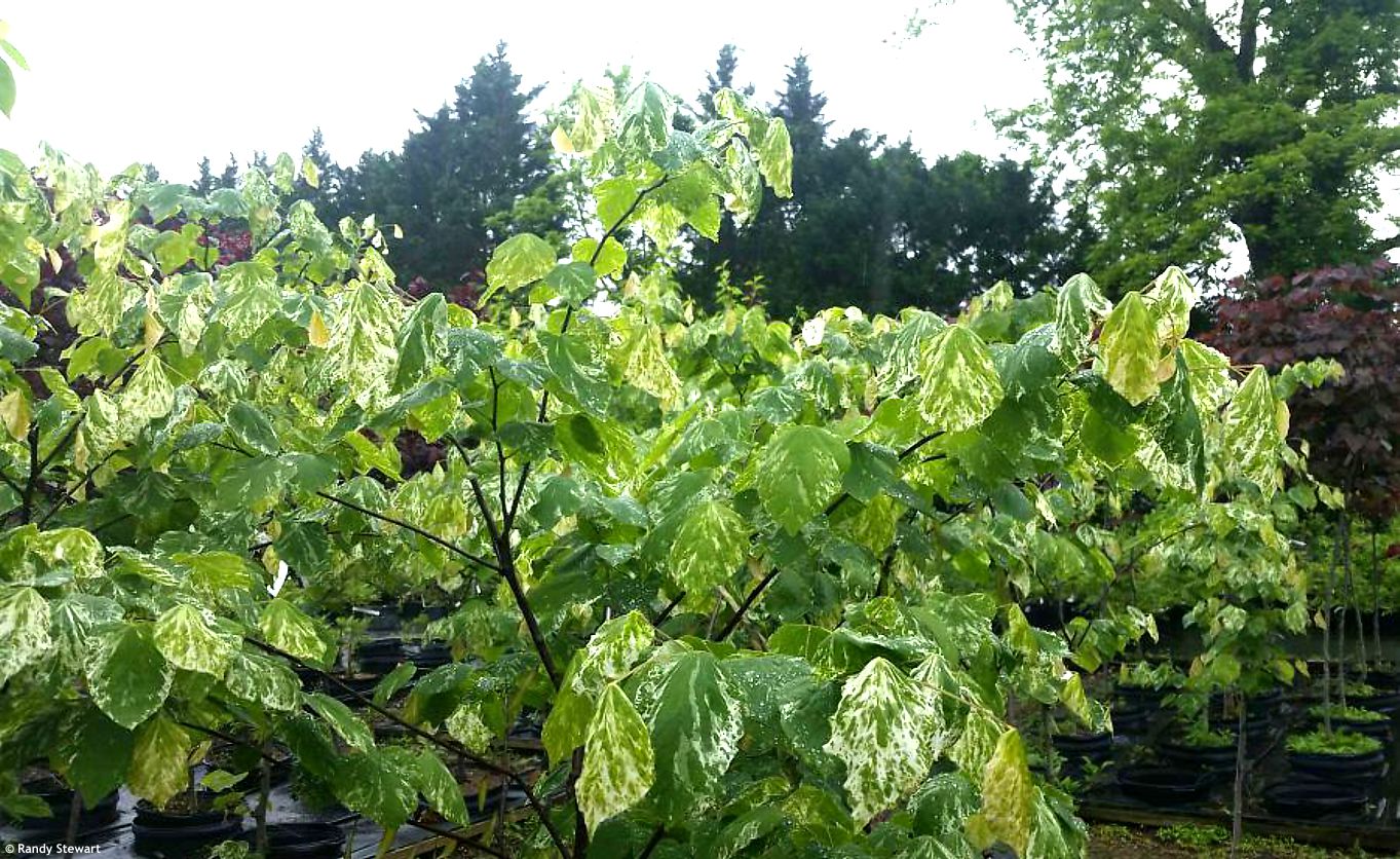 Cercis canadensis Alley Cat