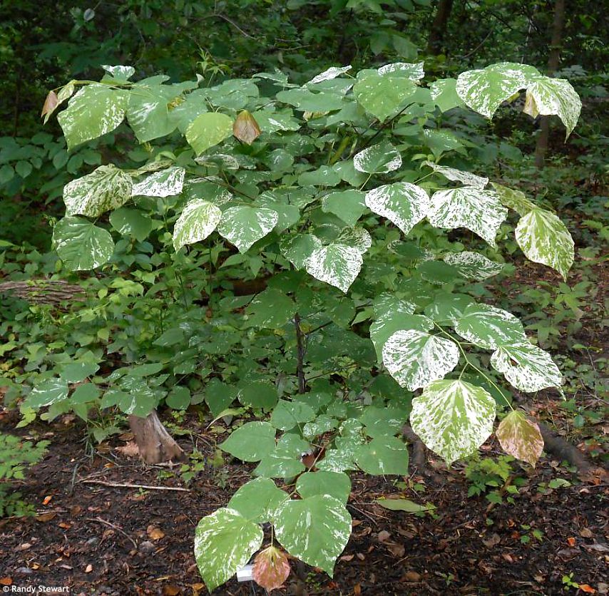 Cercis canadensis Alley Cat
