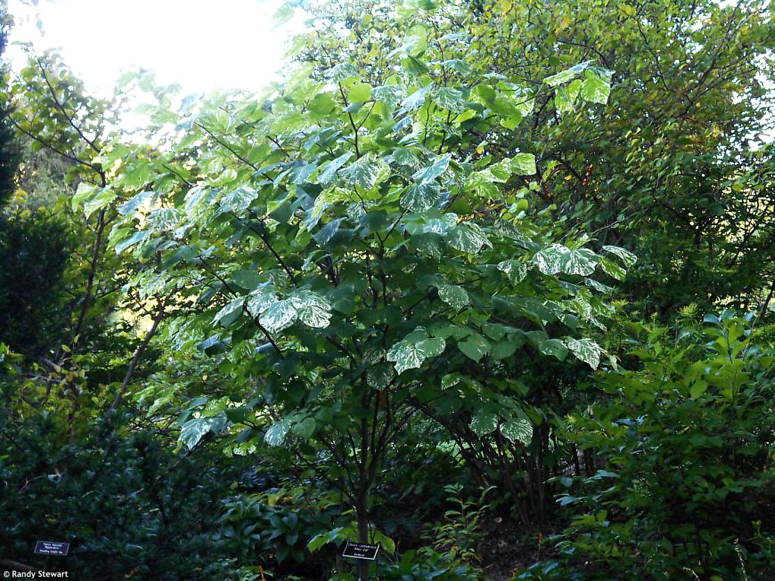 Cercis canadensis Alley Cat
