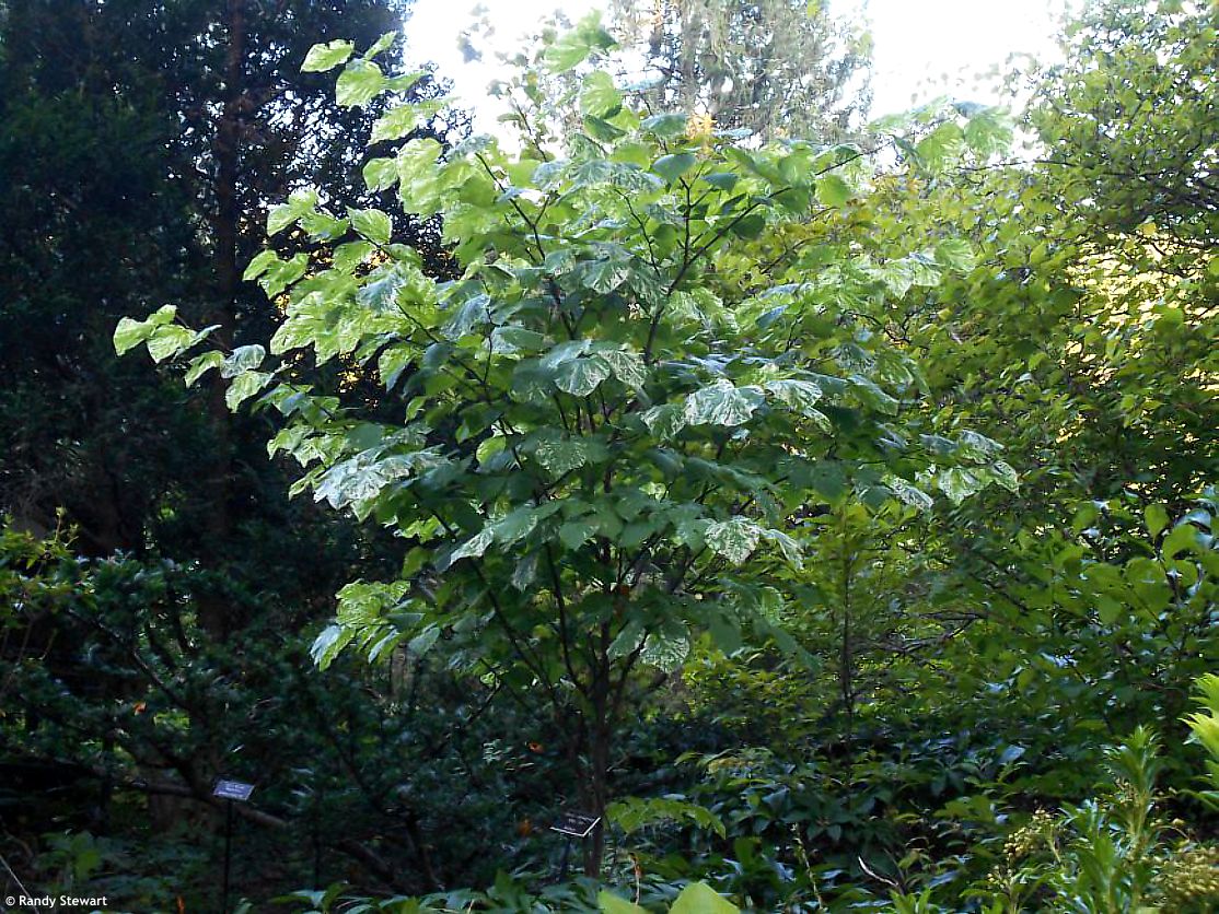 Cercis canadensis Alley Cat