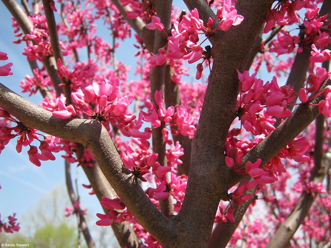 Cercis canadensis Alley Cat