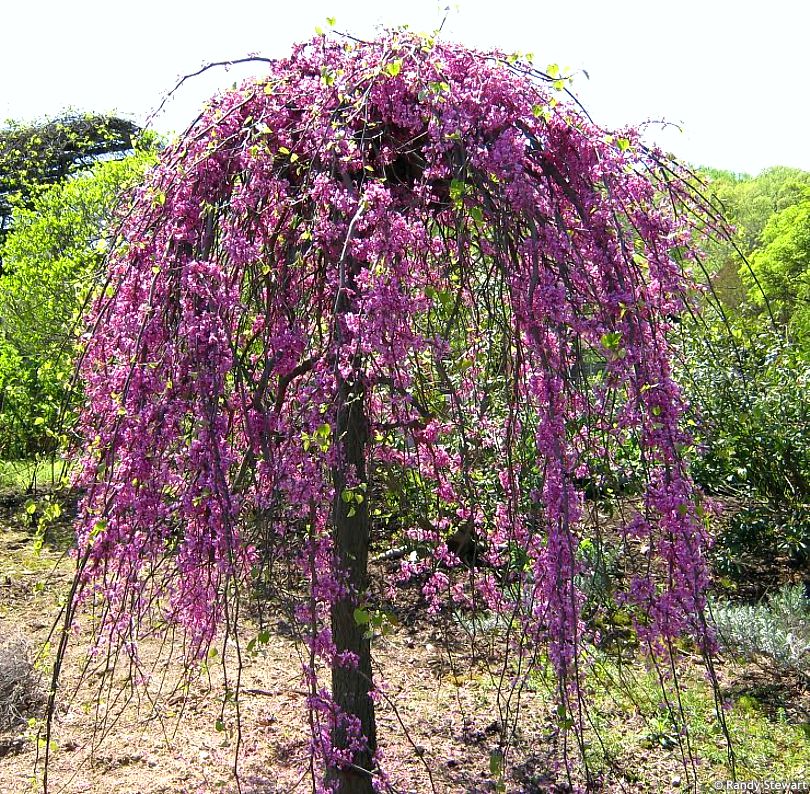 Cercis canadensis Lavender Twist