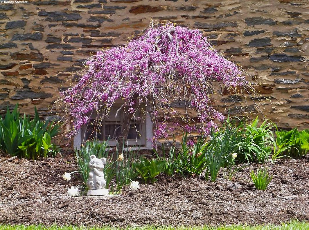 Cercis canadensis Lavender Twist