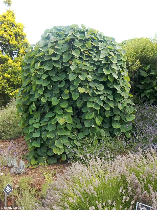 Cercis canadensis Lavender Twist
