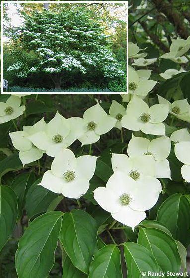 Cornus kousa (var. chinensis)