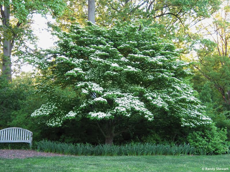 Cornus kousa