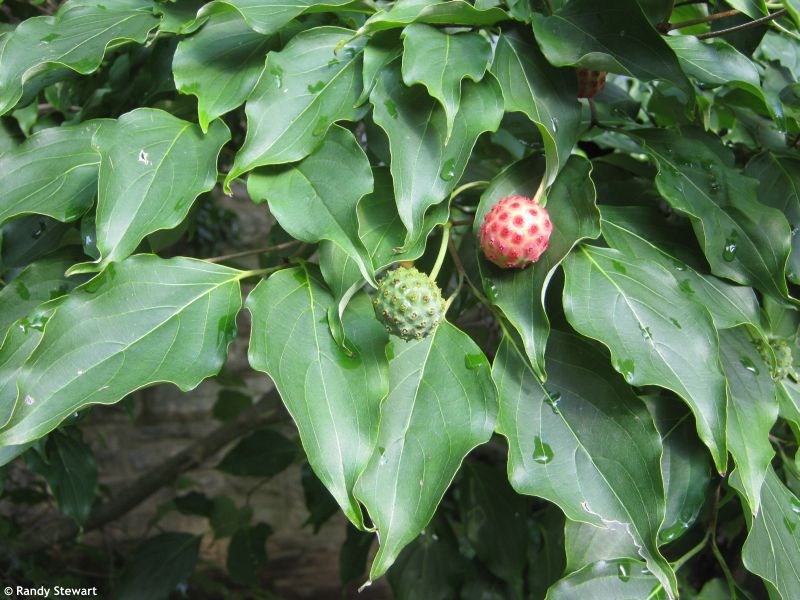 Cornus kousa