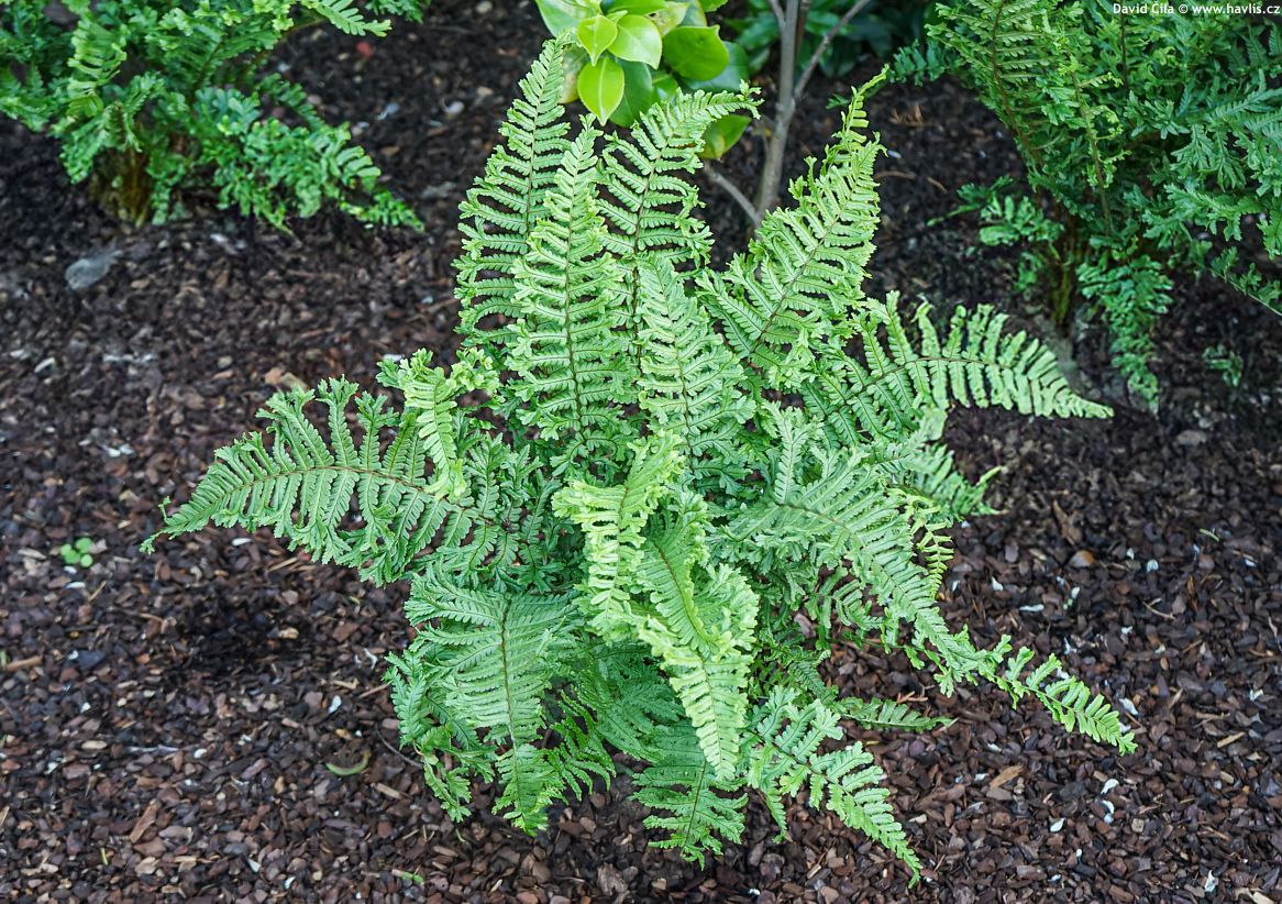 Dryopteris affinis Cristata the King